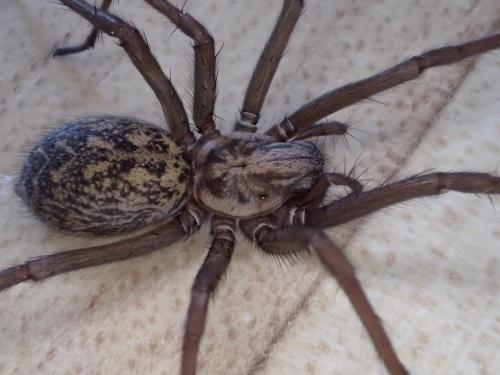 Eratigena sp.